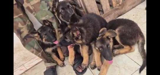 Chiots bergers allemands à vendre image 5