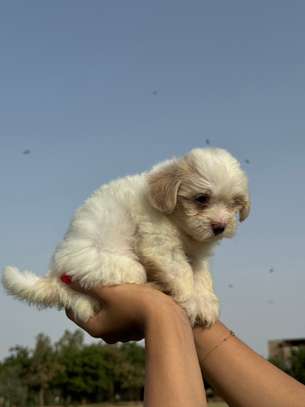 Bichon maltais image 9