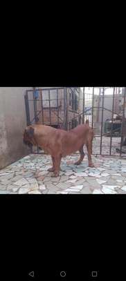 1 Mâle Boerboel adulte disponible image 3