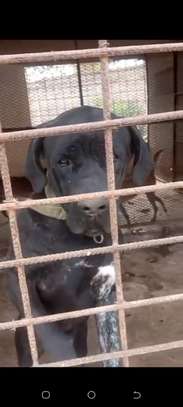 Chiots Cane Pure Race image 4