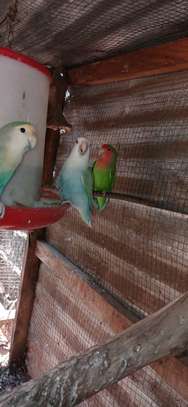 Perroquets jeunes adultes bleu vert rose sociables image 2