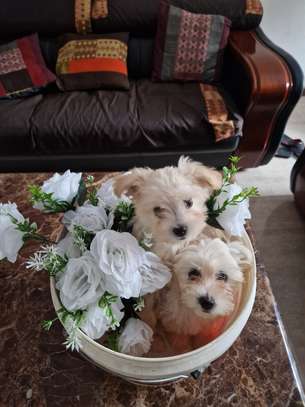 Chien de salon image 2