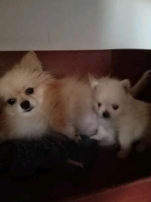 Pomeranè image 5