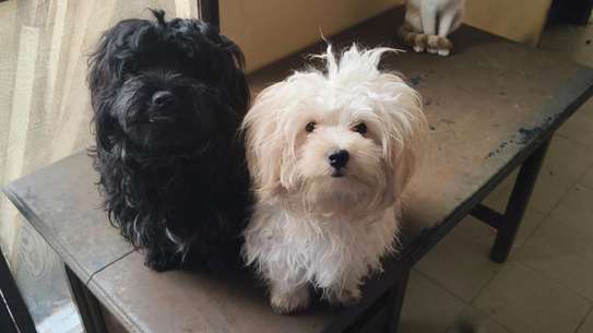 Bichon maltais image 4