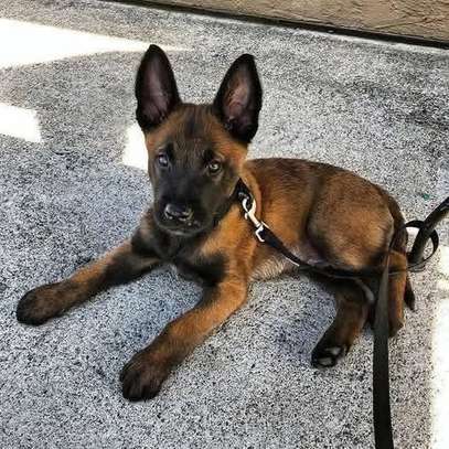 Excellent chiots berger malinois image 2