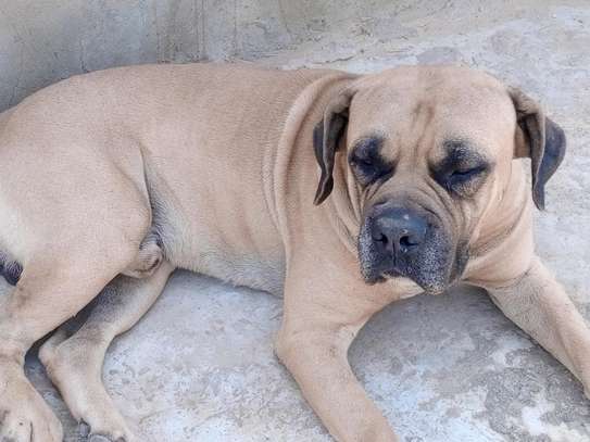 Mâle boerboel adulte image 1