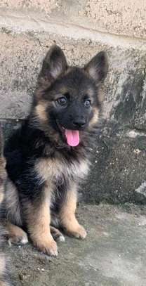 Chiot berger allemand image 2