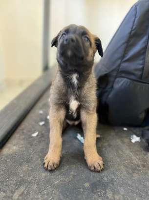 Malinois chiot fauve charbonné image 5