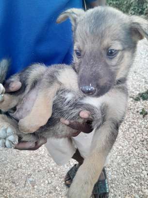 Chiots à vendre image 4