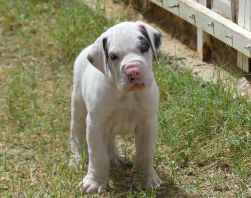 Chiots Dogue allemand image 4