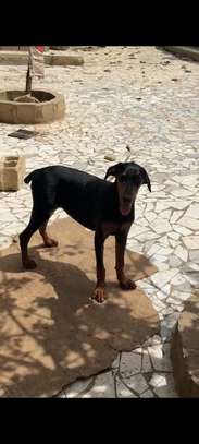 Couple doberman image 2