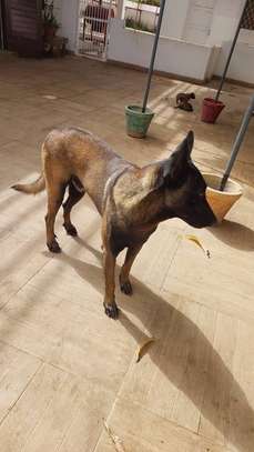 🐶 7 chiots mâles Malinois disponibles à la réservation 🐶 image 4