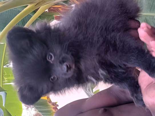 Pomeranien image 2