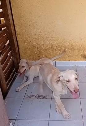 Labrador pure race image 4