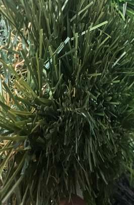 Gazon image 7