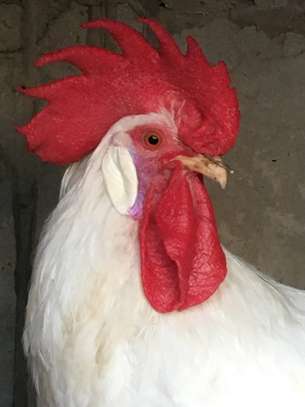 Poulet d’ornement image 2