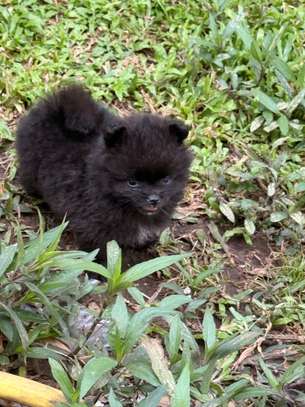Pomeranien image 8