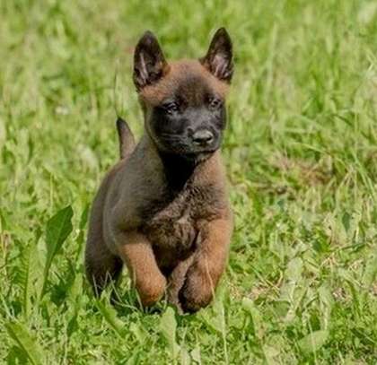 Chiots malinois image 2