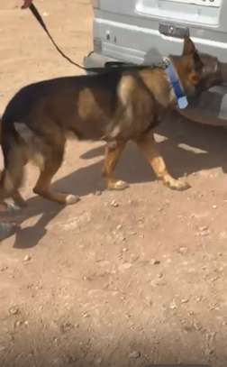CHIENS DE TRAVAIL – MALINOIS & BERGER ALLEMAND image 5