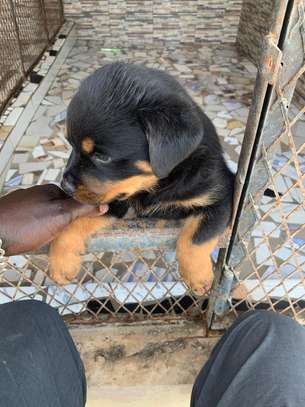 Rotweiller purs sang image 2