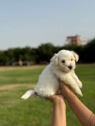 Bichon maltais image 4