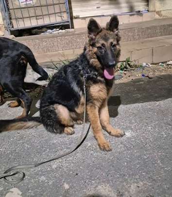 Berger Allemand femelle 6mois poil long image 3