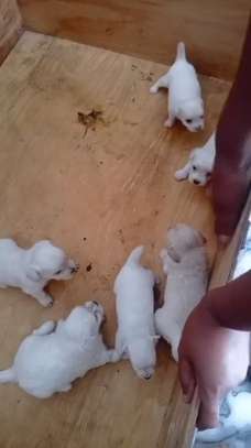 Chiot Bichon disponible image 2