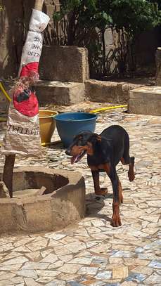 Couple doberman image 7