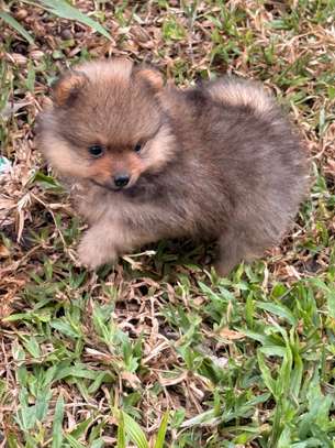Pomeranien image 8