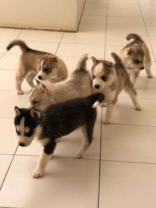 Husky de Siberie image 2