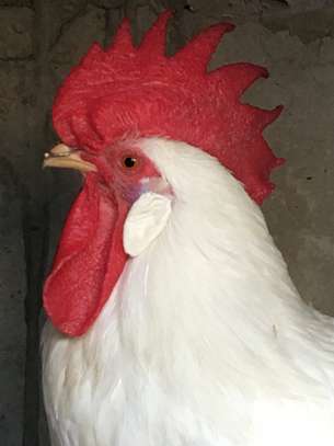 Poulet d’ornement image 3