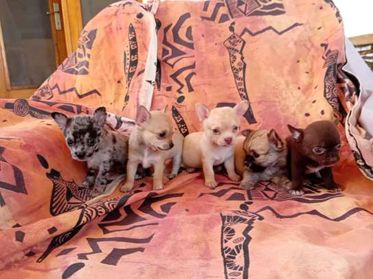 Chihuahua image 5
