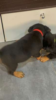VENTE DE COUPLE CHIOTS ROTTWEILER image 3