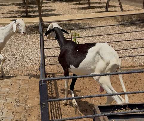 Vente Femelles Ladoum image 3