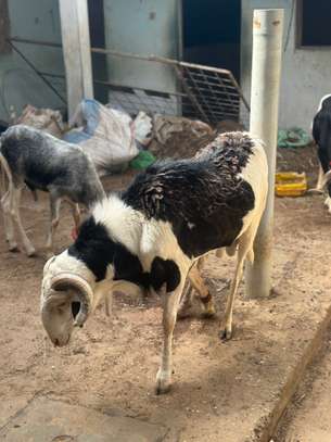 Mouton tabaski image 2