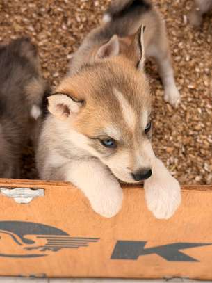 Husky de Siberie image 4