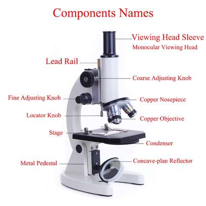 Microscope image 4