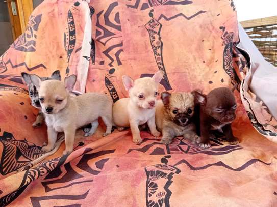 Chihuahua image 3