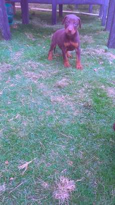 Doberman chiot noir et feu vacciné et vermifugé image 2
