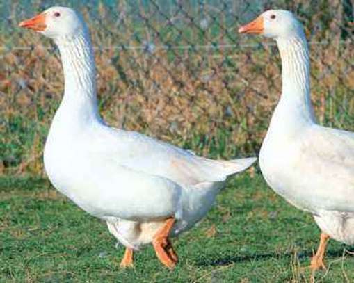 Oiseaux image 4