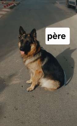 Chiot berger allemand pur image 3