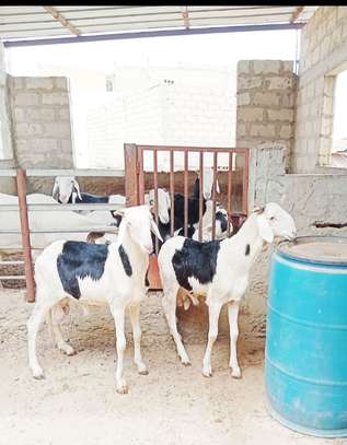 Jeune male ladoum image 2
