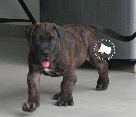 chiots boerboels image 4