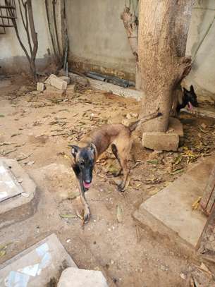 Berger belge malinois image 2