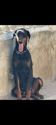 Chiot femelle Doberman noir et feu image 8