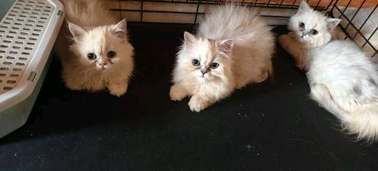 CHATONS PERSANS CHINCHILLAS PURS image 4