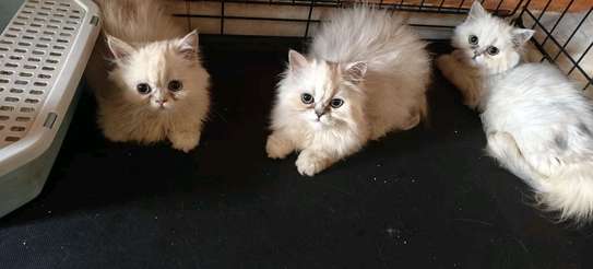 CHATONS PERSANS CHINCHILLAS PURS image 8