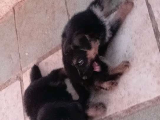 Chiots a vendre image 5