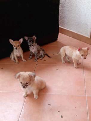 Chiots Chihuahua jeunes variés affectueux loyaux image 3