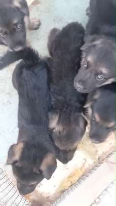 Berger Allemand gros gabarit image 2